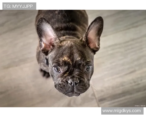 足球明星们宠爱的狗狗名字大揭秘这些萌宠成了球场之外的焦点 足球明星们宠爱的狗狗名字大揭秘这些萌宠成了球场之外的焦点